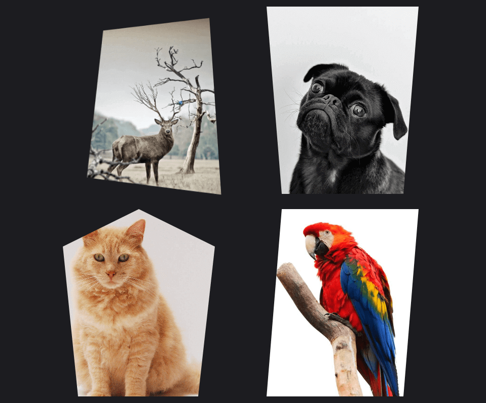 Images Shape and Transformation on Hover Using CSS Clip Path