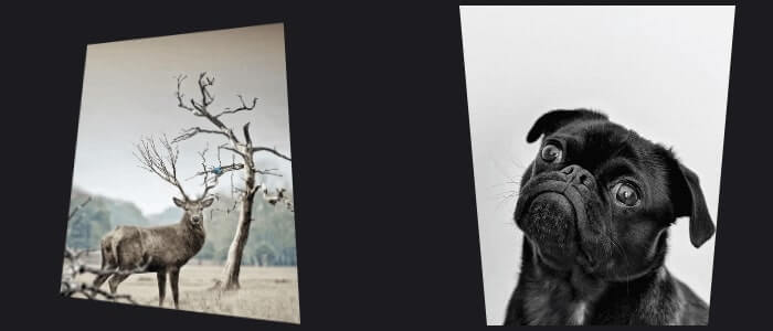 Images Shape and Transformation on Hover Using CSS Clip Path